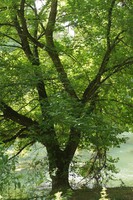 Acer negundo