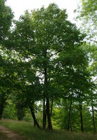 Acer platanoides