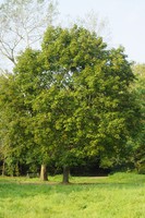 Acer pseudoplatanus