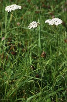 Achillea millefolium
