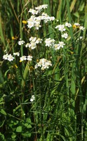Achillea ptarmica