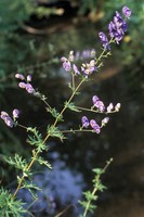 Aconitum napellus