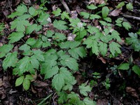 Actaea spicata