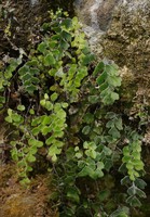 Adiantum capillus-veneris