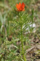Adonis aestivalis