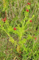 Adonis annua
