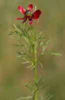 Adonis flammea