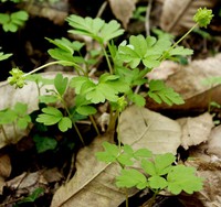 Adoxa moschatellina