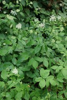Aegopodium podagraria