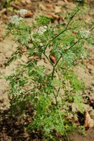 Aethusa cynapium