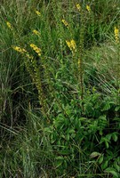 Agrimonia eupatoria