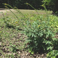 Agrimonia procera
