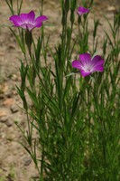 Agrostemma githago