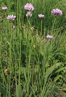 Allium angulosum