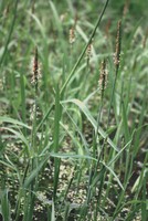 Alopecurus aequalis