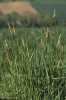 Alopecurus myosuroides