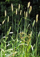 Alopecurus pratensis