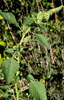 Amaranthus retroflexus