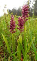 Anacamptis coriophora