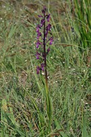 Anacamptis laxiflora