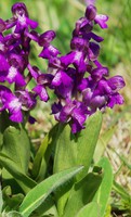 Anacamptis morio