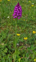 Anacamptis pyramidalis