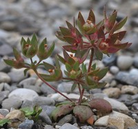 Androsace maxima