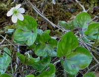 Anemone hepatica