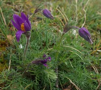 Anemone pulsatilla