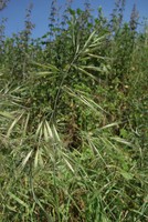 Anisantha diandra