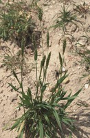 Anthoxanthum odoratum