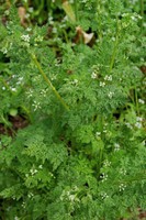 Anthriscus caucalis