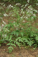 Anthriscus sylvestris
