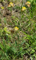 Anthyllis vulneraria