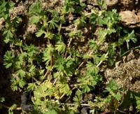 Aphanes arvensis