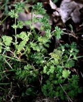 Aphanes australis