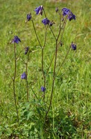 Aquilegia vulgaris
