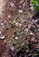 Arabidopsis arenosa
