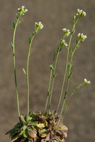 Arabidopsis thaliana