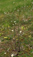 Arabis hirsuta