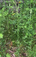 Arabis sagittata