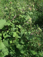 Arctium lappa