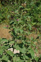 Arctium minus