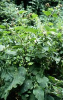 Arctium nemorosum