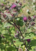 Arctium tomentosum
