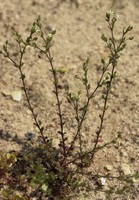 Arenaria leptoclados