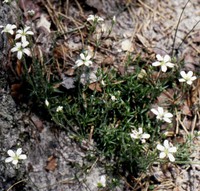 Arenaria grandiflora