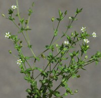 Arenaria serpyllifolia