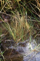 Aristavena setacea