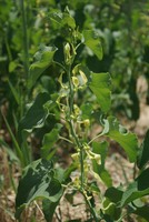 Aristolochia clematitis